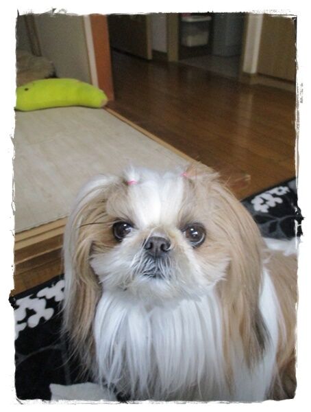 行き場のないお土産品を…