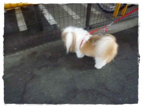 P1050228ユニ