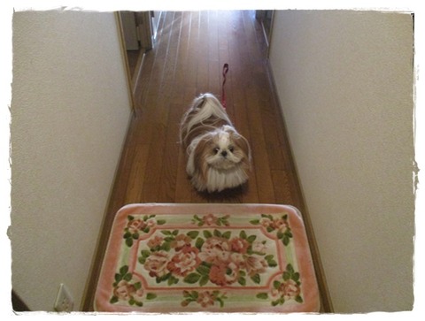 散歩から帰ると…