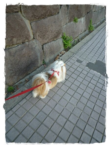 P1050133ユニ