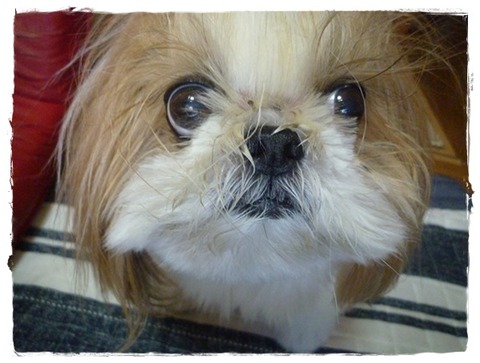 昨日の夜ご飯は♪