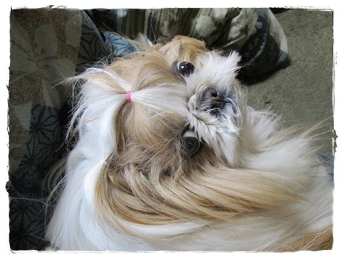 散歩中、かぁたんが…😢