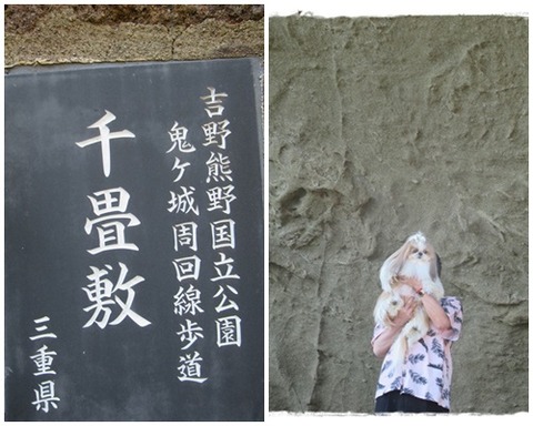 catsユニと千畳敷