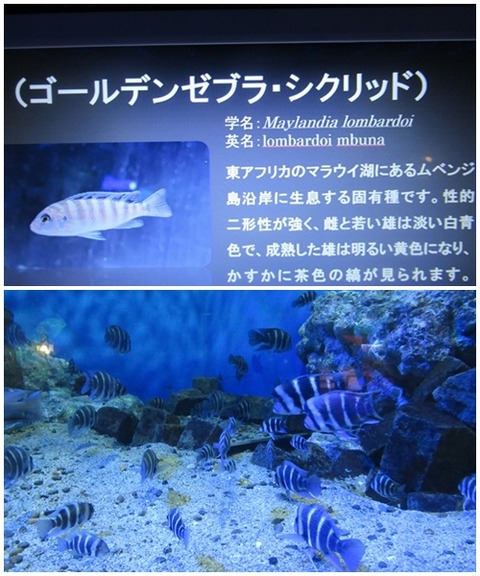 catゼブラシクリッド