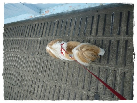 ２日続けてお留守番。