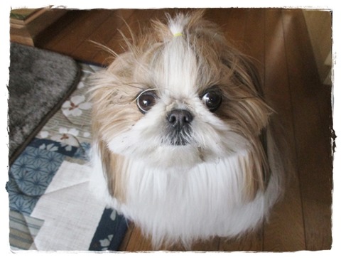 真似っ子してみたで～しゅ～。