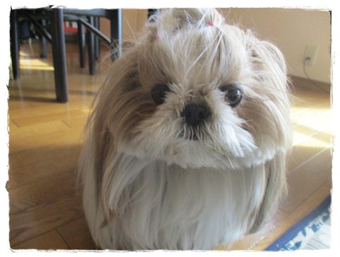 只今、散歩待ち。