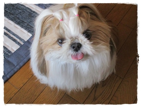 昨日は…留守番。