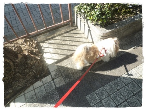 迷ってるでしゅ。