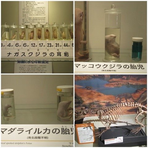 catsクジラの胎児