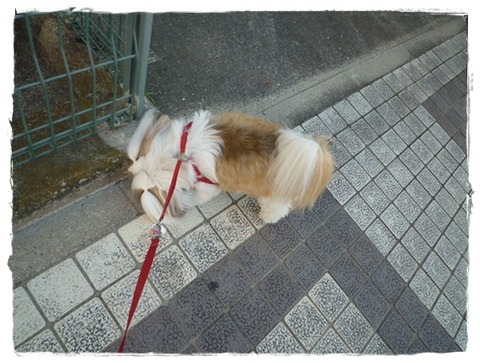 何もする気がない(;^ω^)