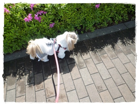 散歩ついでにお使い。