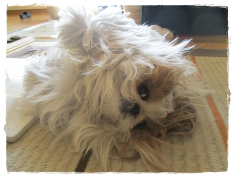 お散歩係りしゃんが…