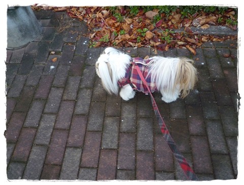 バカにされてるのかな～?