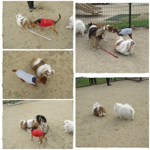 catsドッグランユニ