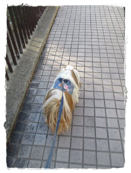 少しだけ走ったでしゅ♪