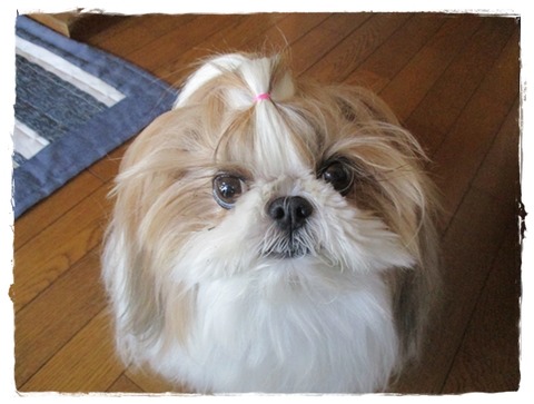 とうたんのせいで(-