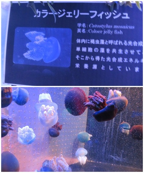 catsカラージェリーフィッシュ
