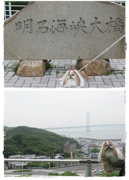 cats明石海峡ユニ