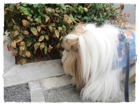 とうたん園児に褒められた～(笑)