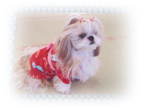 今日はモモたんの誕生日。