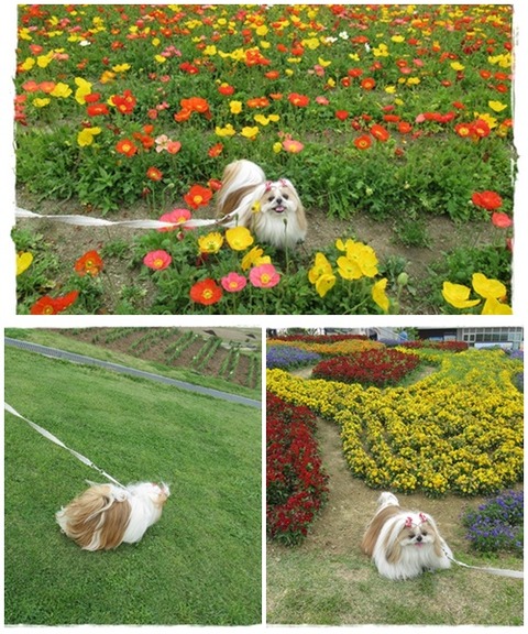 cats花桟敷ユニ１