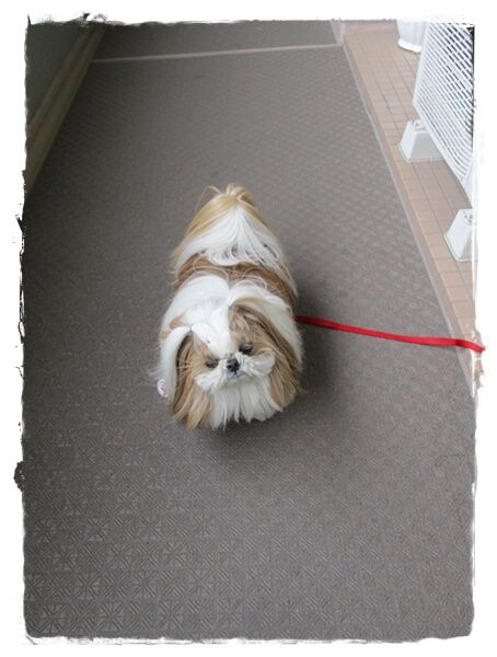 今年初スイカ♪