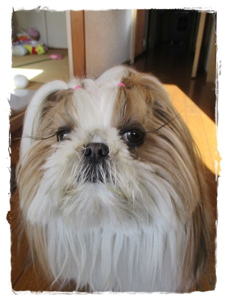 ポンポンの調子が…