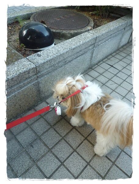 今日の散歩も…