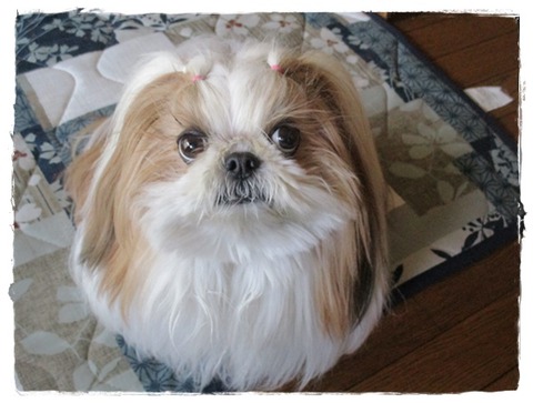 見っけたら買うでしゅよ(^^♪