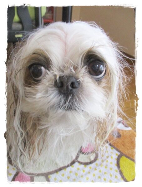 お家でプチトリミング。