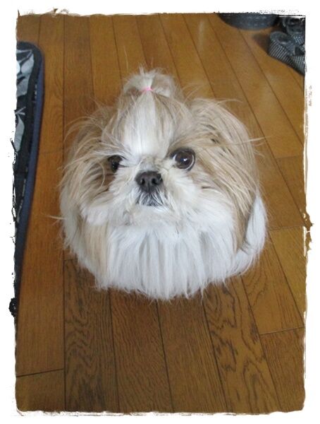 落として壊した!