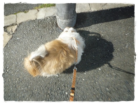 スッキリして来たでしゅ(^^)