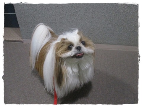 明日はムリそうなので…