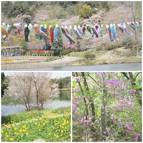 catsチューリップ1