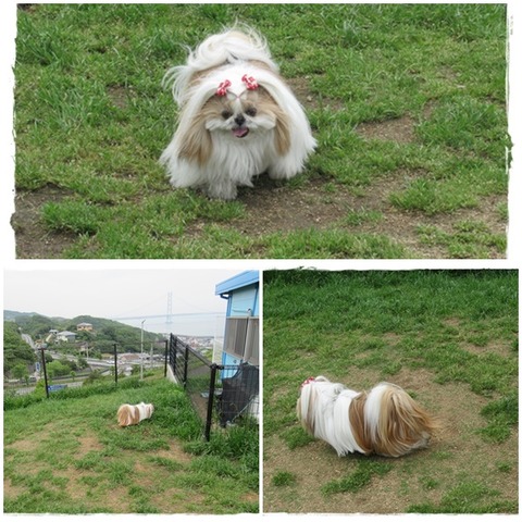 cats明石海峡ドックラン