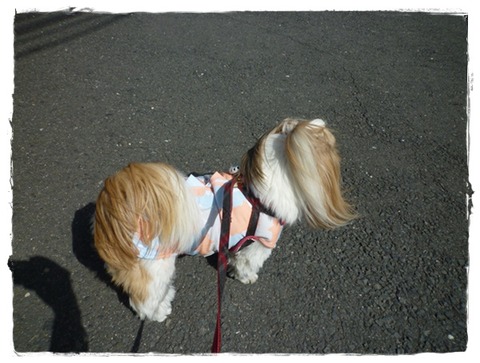 慣れて来たのかな～?