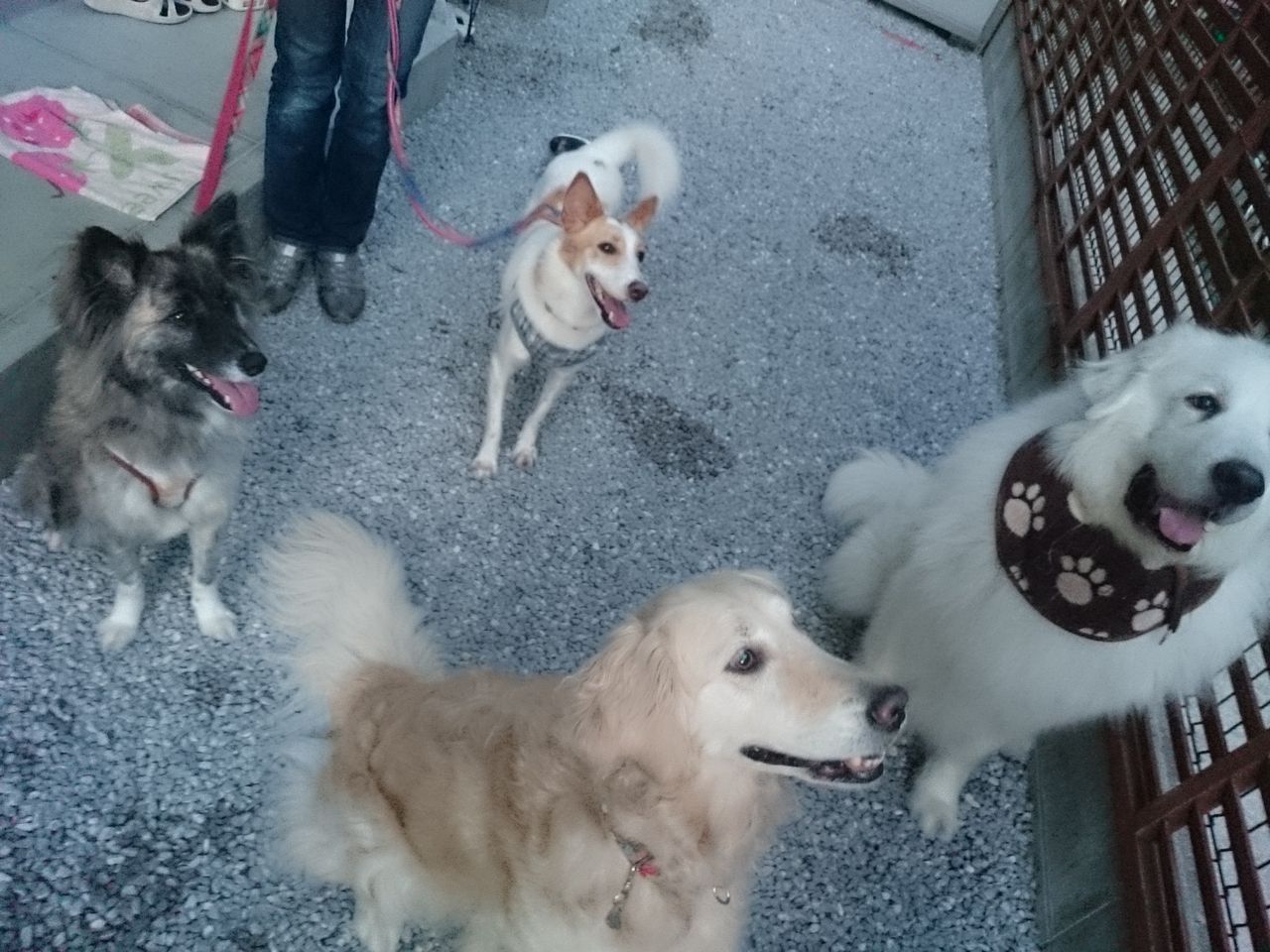 ラムネちゃんが遊びに来てくれました ペットホテル Dog Inn Nao でごじゃる ラムネちゃんが遊びに来てくれました ペットホテル Dog Inn Nao でごじゃる