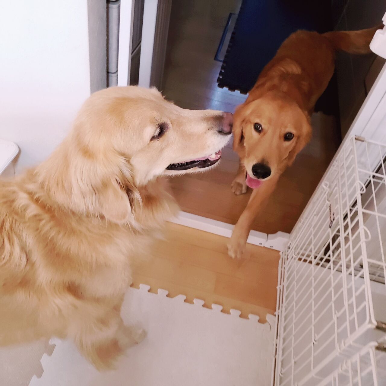 ゴールデン マルチーズ マルチーズmixちゃん ペットホテル Dog Inn Nao でごじゃる ゴールデン マルチーズ マルチーズmixちゃん ペットホテル Dog Inn Nao でごじゃる