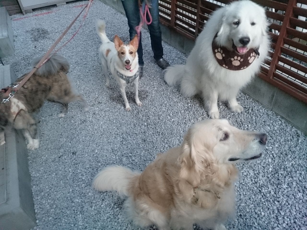 ラムネちゃんが遊びに来てくれました ペットホテル Dog Inn Nao でごじゃる ラムネちゃんが遊びに来てくれました ペットホテル Dog Inn Nao でごじゃる
