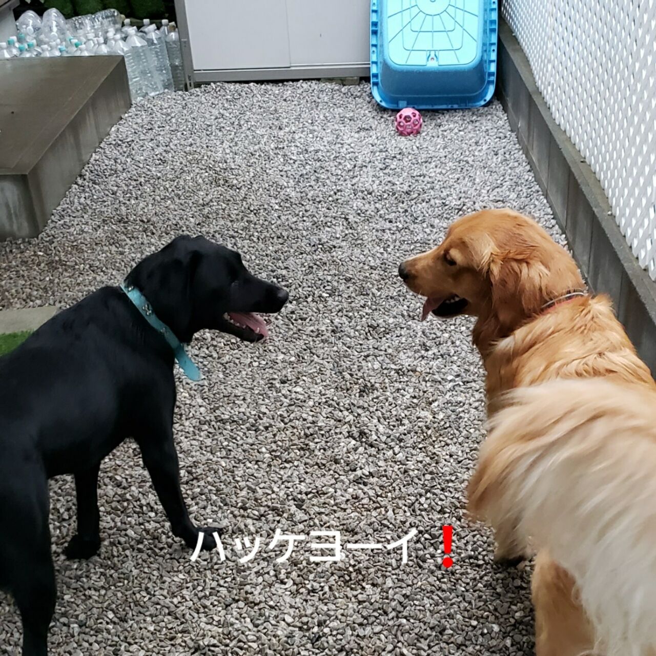 黒ラブちゃん ペットホテル Dog Inn Nao でごじゃる 黒ラブちゃん ペットホテル Dog Inn Nao でごじゃる