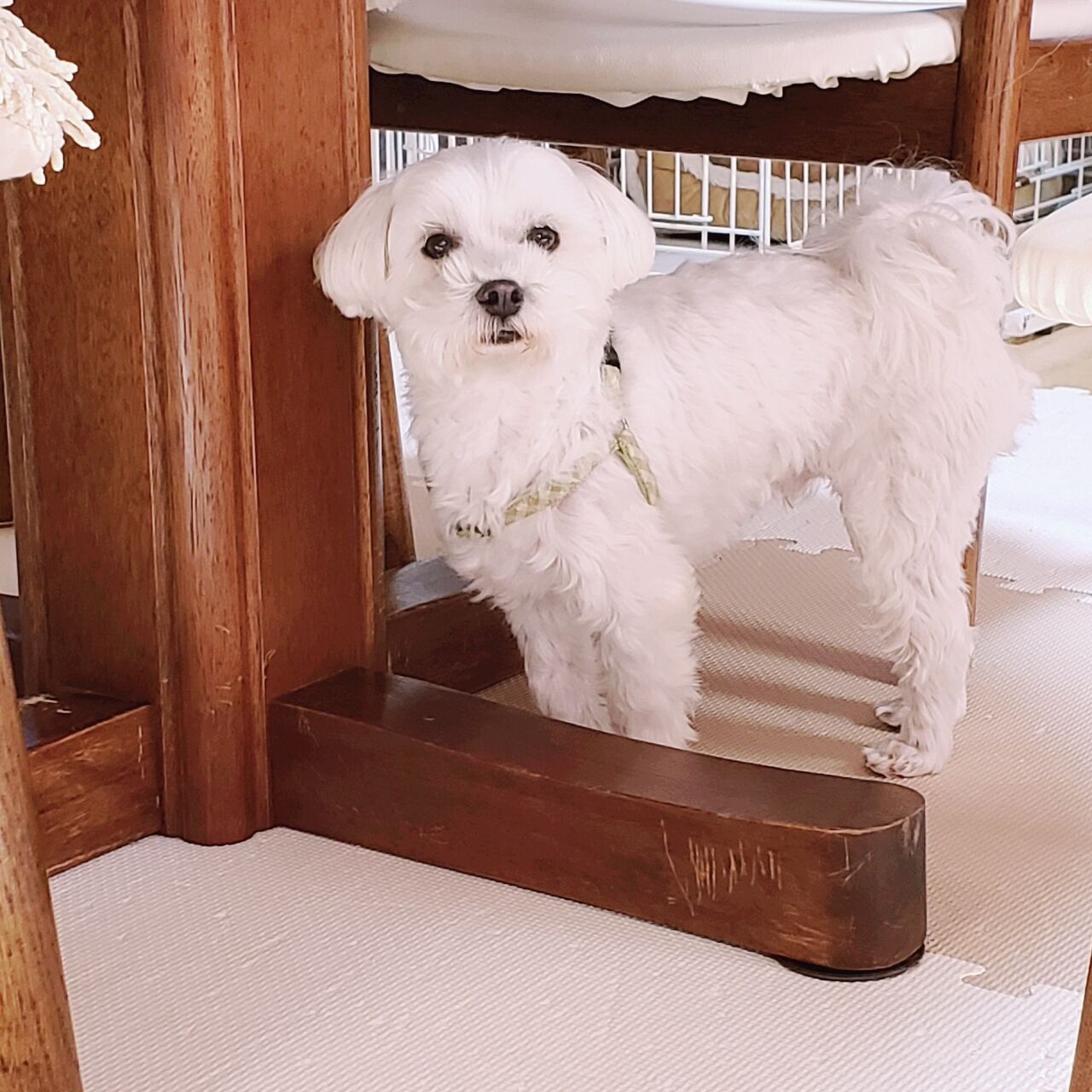 ゴールデン コーギー マルチーズ マルチーズmixちゃん ペットホテル Dog Inn Nao でごじゃる ゴールデン コーギー マルチーズ マルチーズmixちゃん ペットホテル Dog Inn Nao でごじゃる