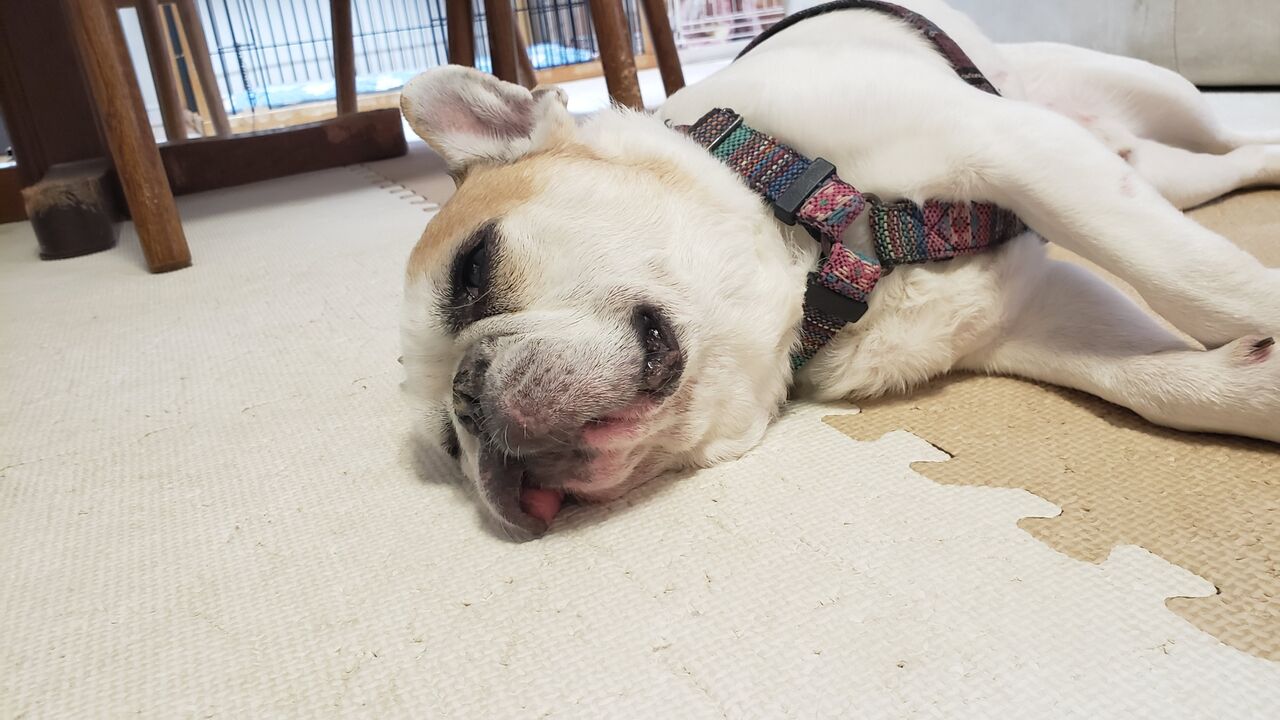 行き倒れ ペットホテル Dog Inn Nao でごじゃる
