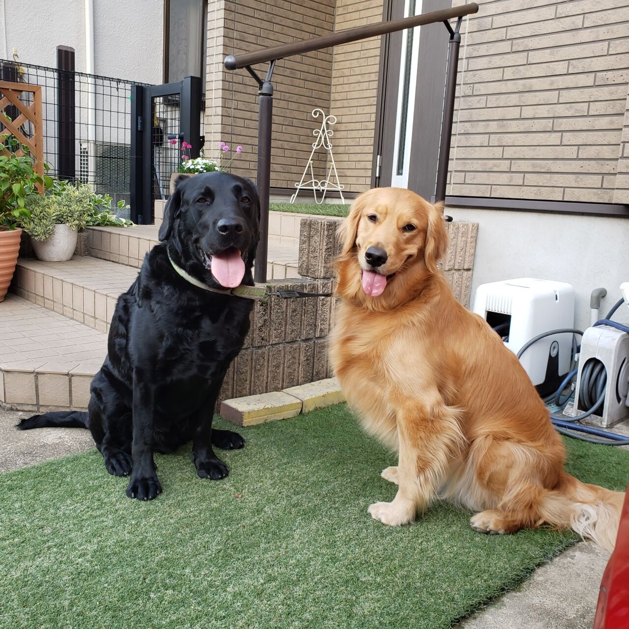 黒ラブ君 ペットホテル Dog Inn Nao でごじゃる