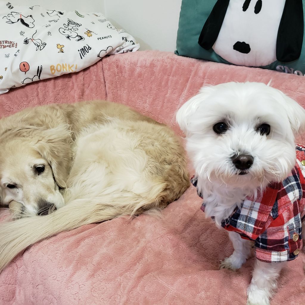 マルチーズ君 ペットホテル Dog Inn Nao でごじゃる