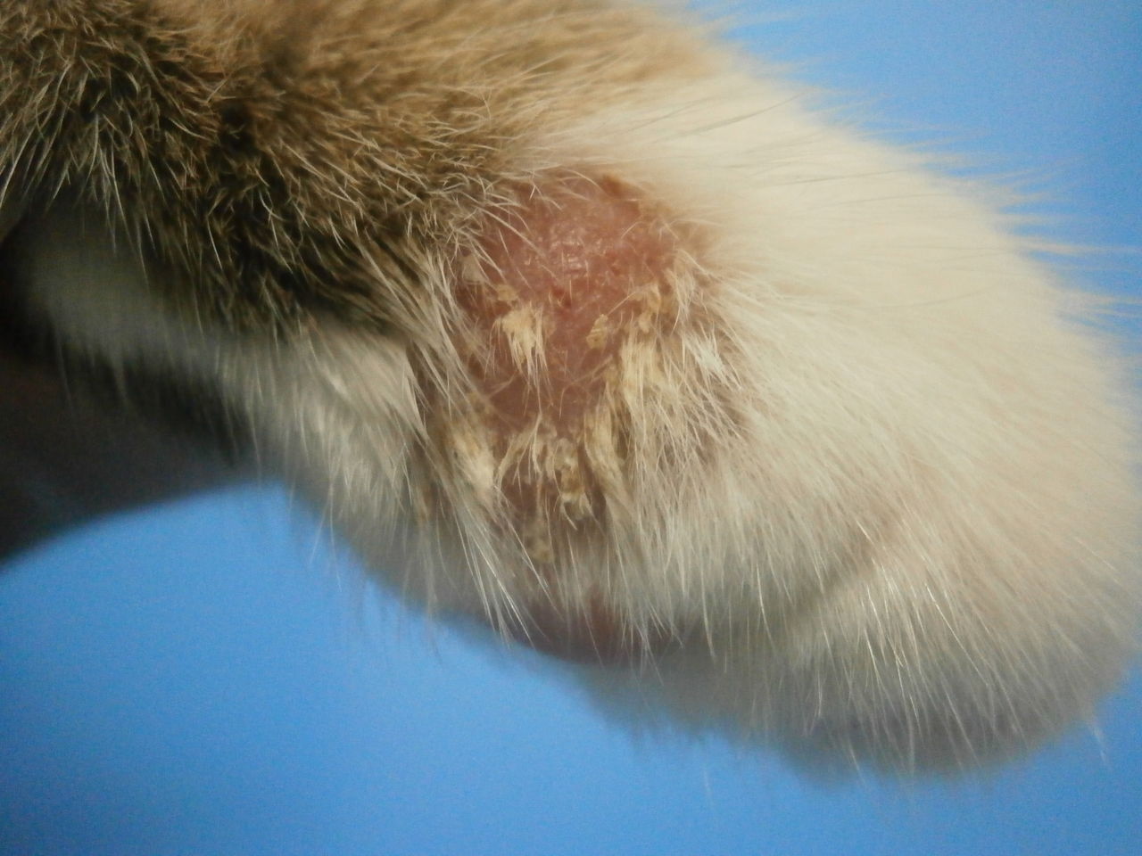 幼猫の皮膚糸状菌症 | アニマルクリニックフロンティア