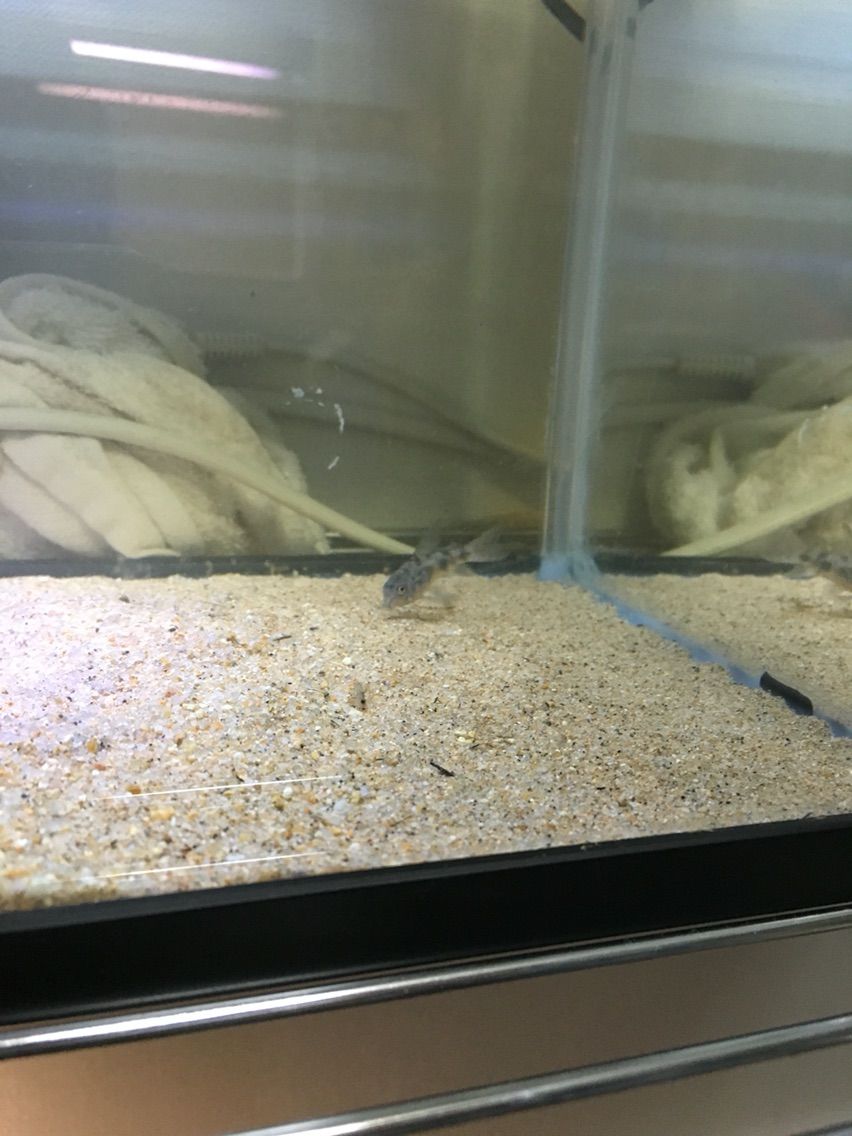 全水槽 モナのアクアリウム事情