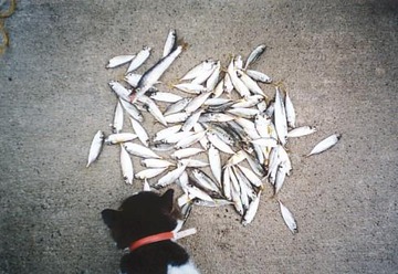 f7c33e22.jpg