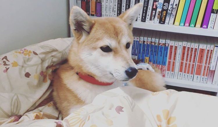 我が家のイッヌを見てほしい さっぱりピーマン