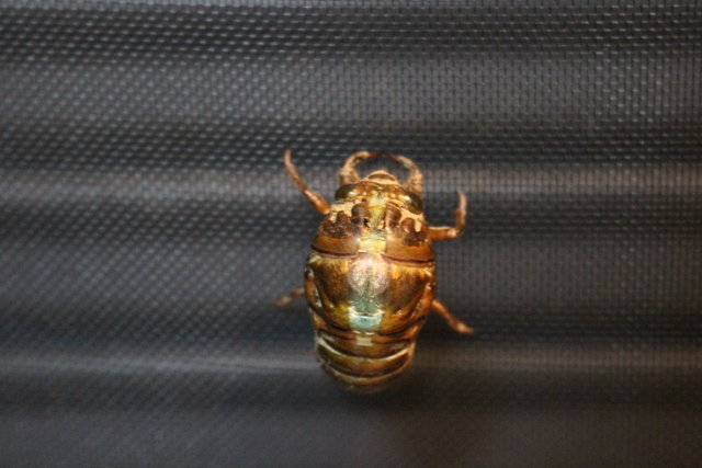 クマセミの羽化に立会 と夏の花 ハマボウ モナガーデン 中西園芸のblog クマセミの羽化に立会 と夏の花 ハマボウ モナガーデン 中西園芸のblog